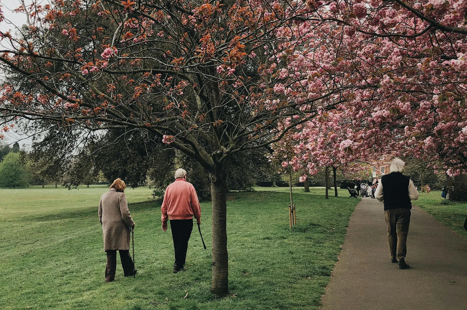 Seniors walking on the community campus surrounded by blooming trees