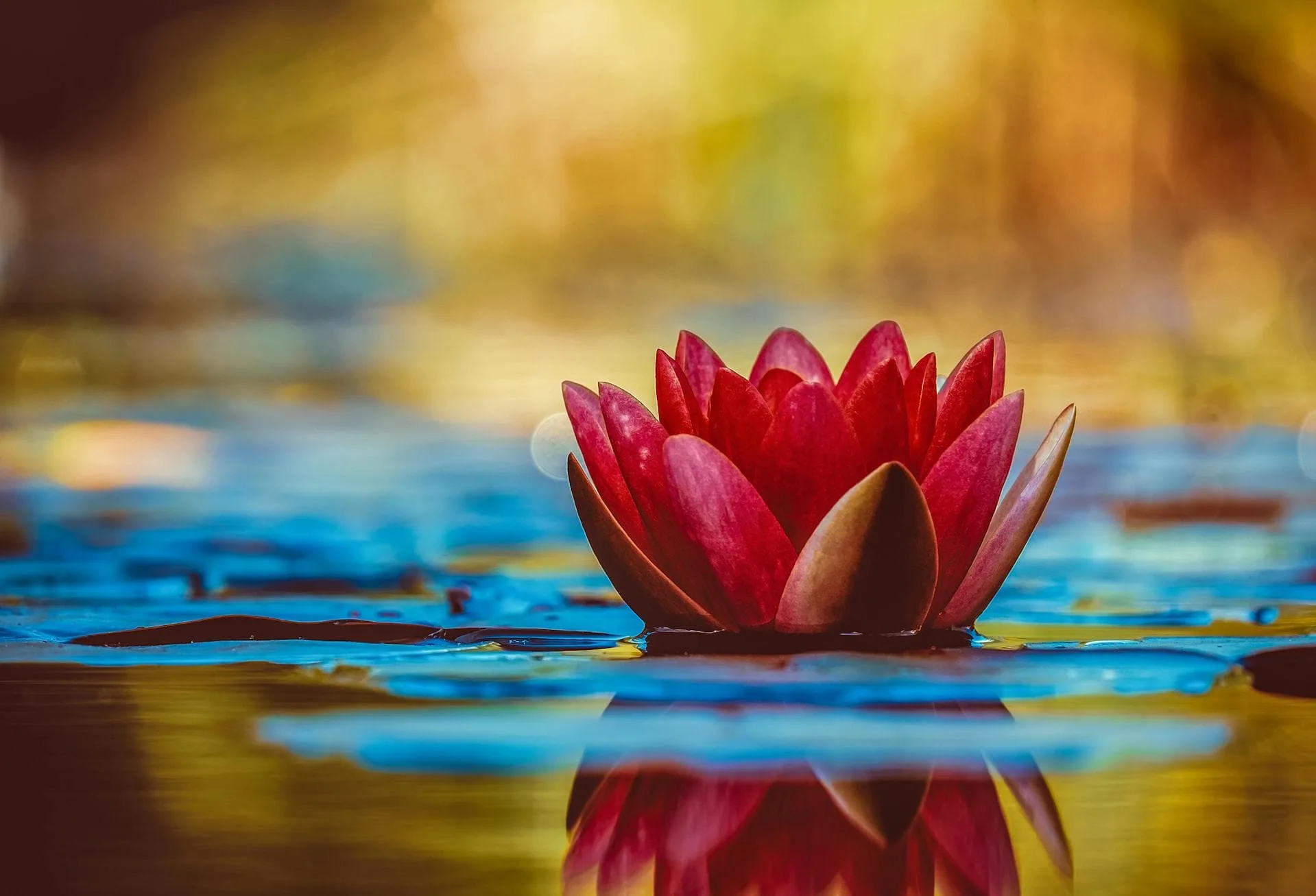 Close-up of a vibrant red lotus flower floating on water.