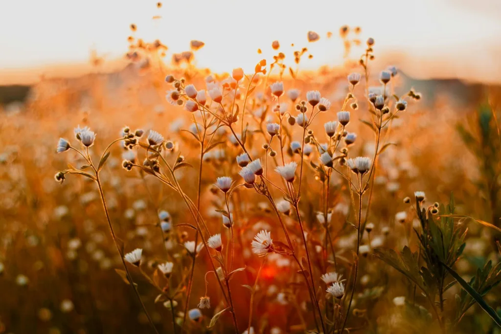 Field of wildflowers glowing in the sunset.