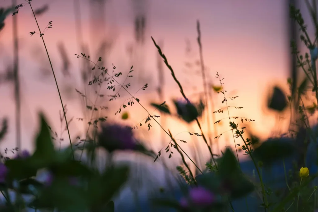 Silhouetted wildflowers at sunset